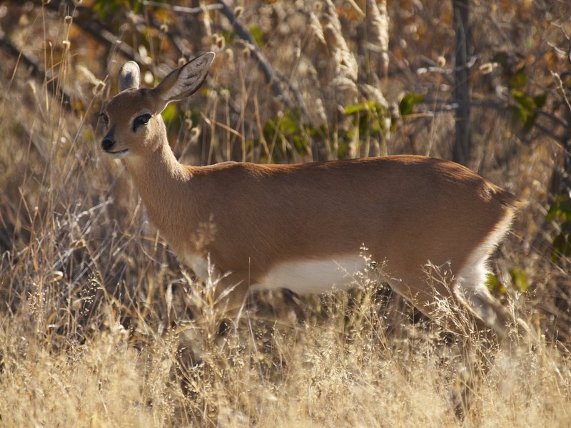 Etosha National Park, Ibex